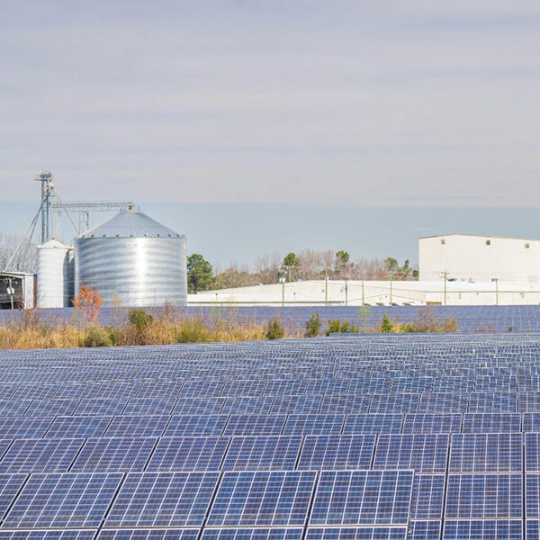 Avicola La Dorada – Engunga